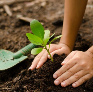 Productos para jardinería