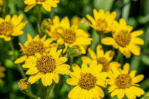 Aceite Natural de Arnica